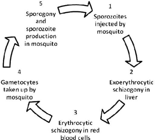 Plasmodium Asexual Life Cycle 5961