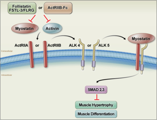 Inhibition Of Myostatin (MSTN) And Activin Signalling B | Open-i