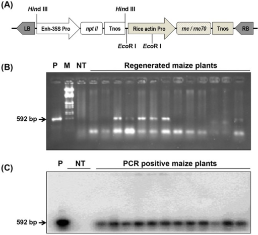 Construction Of Plant Expression Vectors And Molecular Open I