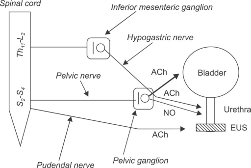 Major preganglionic and postganglionic neural pathways | Open-i