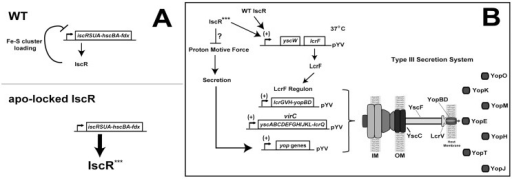 Regulation Of The Isc And Lcrf Operons By Iscr A Mode Open I