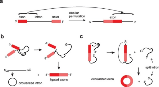 Comparison of group I intron self-splicing with the per | Open-i