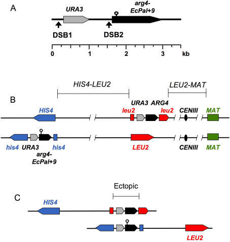 Recombination Interval Used for Molecular Analyses(A) T | Open-i