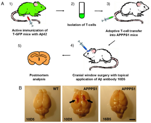 experimental transgenic mice