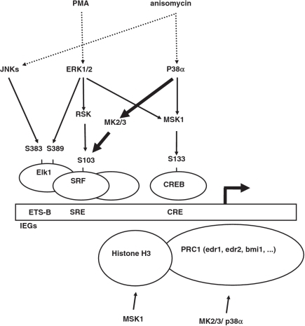 A model of stress-dependent transcriptional activation | Open-i