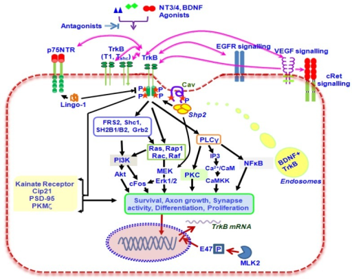 Schematic Representation Of The BDNF/TrkB Receptor Sign | Open-i