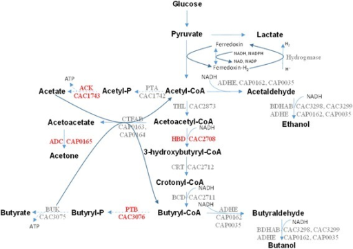 The Butyrate (butanoate) Metabolism InC. Acetobutylicum | Open-i