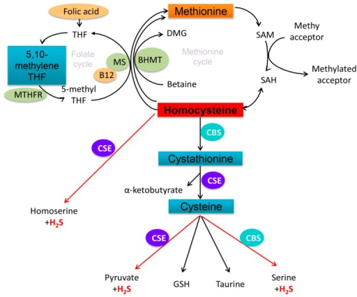 Schematic representations of mammalian homocysteine met | Open-i