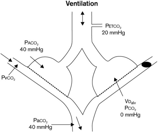 alveolar ventilation and anatomical dead space