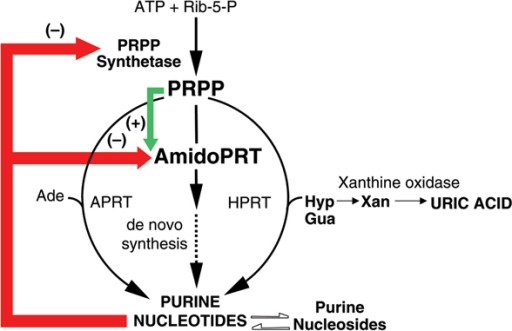 Xanthine oxidase in the context of purine metabolism. S | Open-i