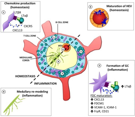 Stromal Cell Elements In The Lymph Node Under Lymphotox | Open-i