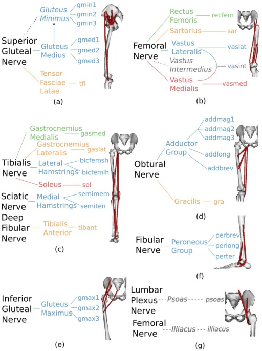 Allocation of experimental EMG signals to individual mu | Open-i