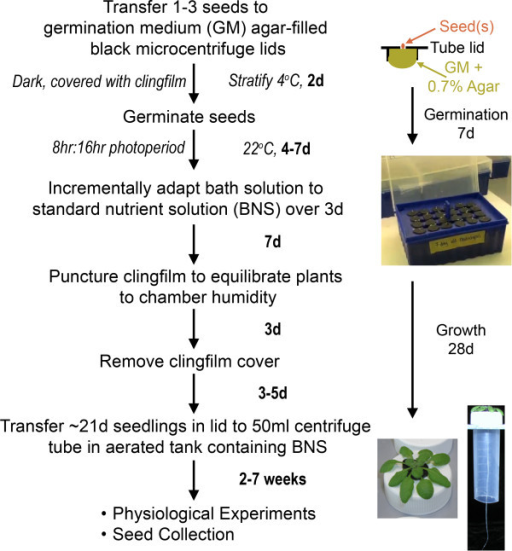 Simplified Arabidopsis hydroponics growth method. Flow ...