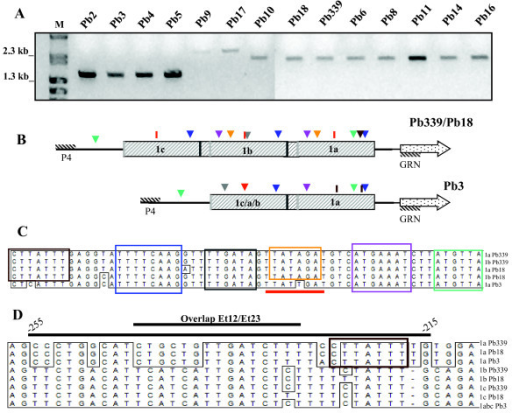 DNA Flanking Region - an overview