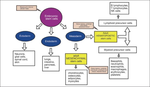 Origin of adult human tissues from embryonic stem cells | Open-i