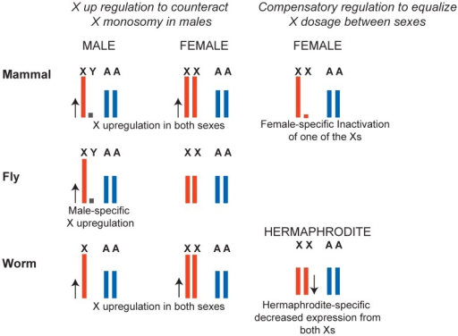 X chromosome dosage compensation strategies in mammals, | Open-i