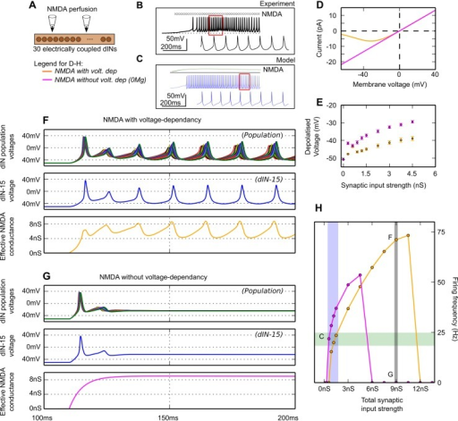 Perfusing Nmda Onto The Din Population Model A The Po Open I