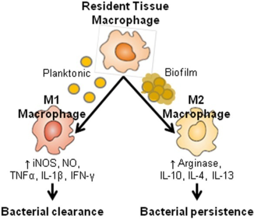 Macrophage activation pathways. Depending on the local | Open-i