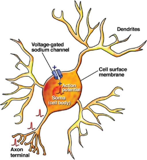 Schematic of a typical neuron showing the soma, the dendrites and the