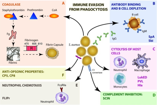 Staphylococcus aureus: A new mechanism involv