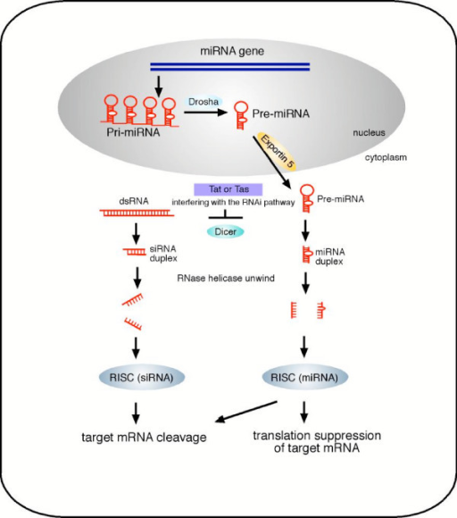 Model Of Rna Silencing Pathway The Biogenesis Of Rna Silencing My Xxx Hot Girl 2250