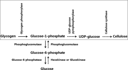 Glycolysis and cellulose biosynthesis pathway in Acanth | Open-i