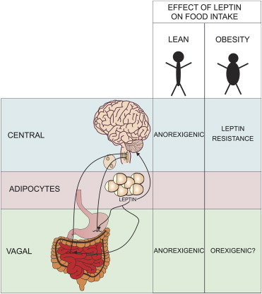 Illustration of the effect of leptin on appetite regula | Open-i