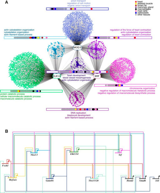 cytoscape and blast2go cytoscape and blast2go