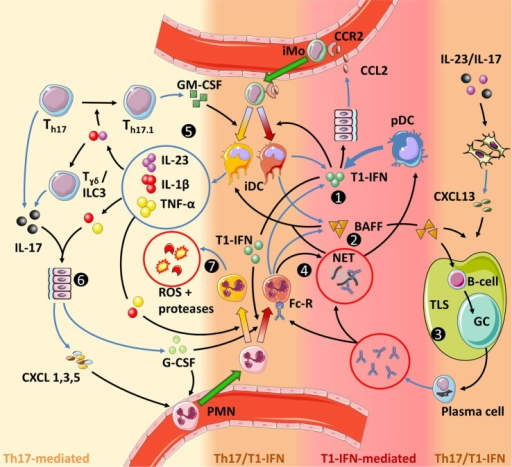 Interactions Between Type I Interferons T1 Ifns And T Open I