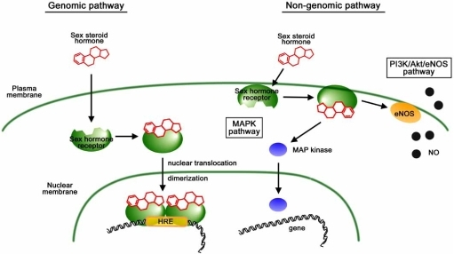 In The Genomic Pathway Sex Steroid Hormones Penetrate Open I 7729