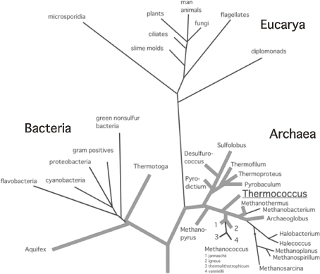 Universal phylogenetic tree of living organisms based o | Open-i