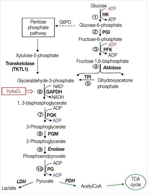 Glycolytic pathway and its metabolic interconnection wi | Open-i