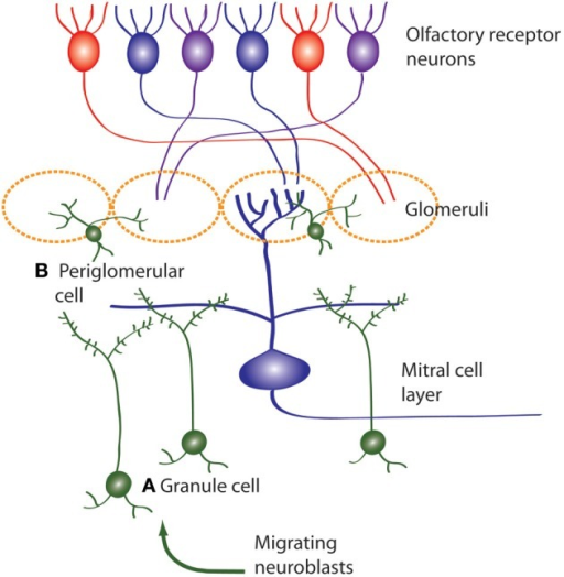 Neuroblasts Migrate To The OB From The SVZ, Then Differ | Open-i