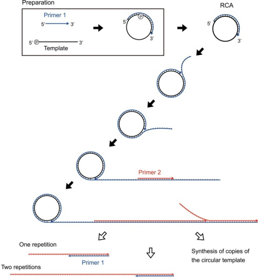 Rolling Circle Amplification (RCA) Showing The Circular | Open-i