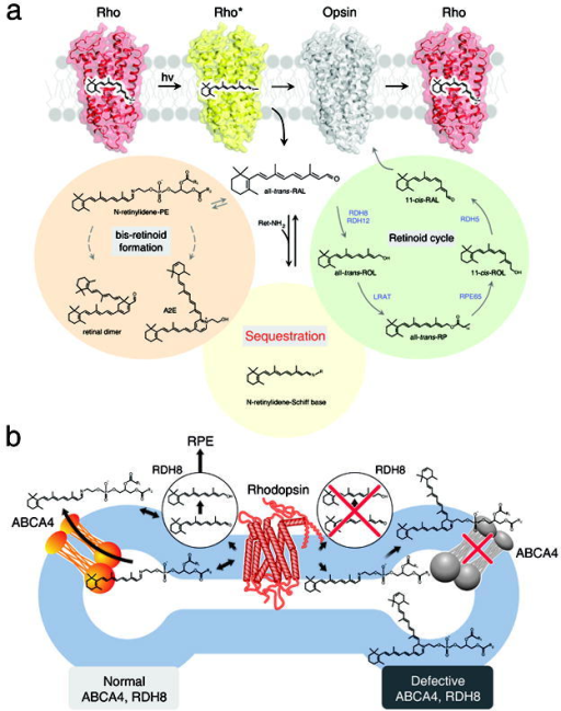 Retinoid Cycle And Fate Of Atral In The Retinaa The V Open I 7762