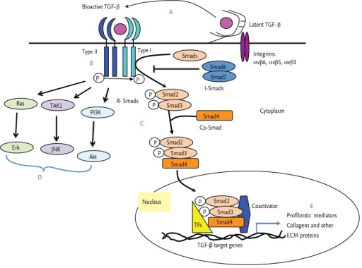 Transforming growth factor (TGF)-β1 activation and sig | Open-i