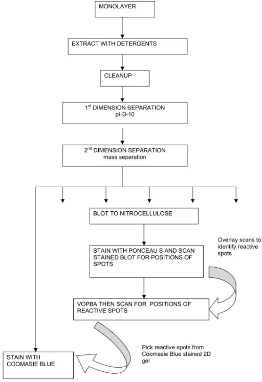 flowchart experimental design This design. experimental the describes st Flowchart of