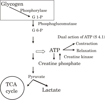 and glycogenolysis in muscle glycolysis lactate. reaction the Glycogenolysis pathways in and The glycolysis to