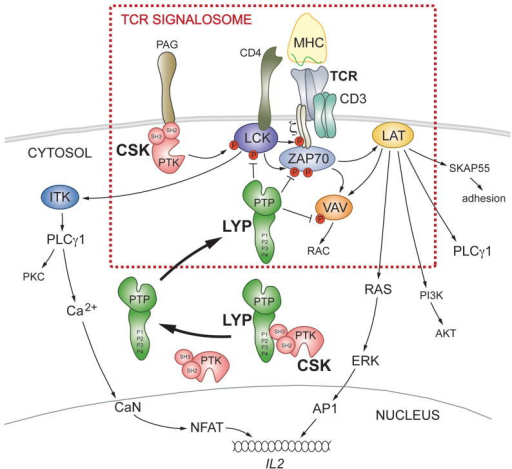 Proposed model of how LYP and CSK control TCR-induced s | Open-i