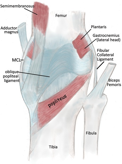 Posterior view of a right knee, emphasizing the direct | Open-i