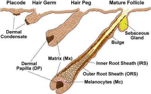 Image result for Development of hair