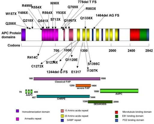 APC protein functional domains, several of the common m | Open-i