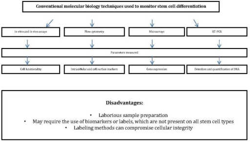 Cell Differentiation Flow Chart