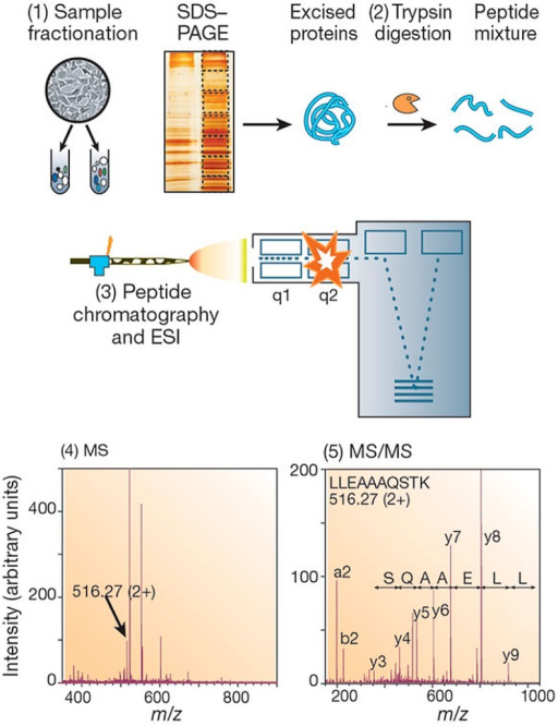 Typical Workflow For Gel-based Mass Spectrometry Analys | Open-i