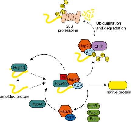do chaperone proteins help determine native structure
