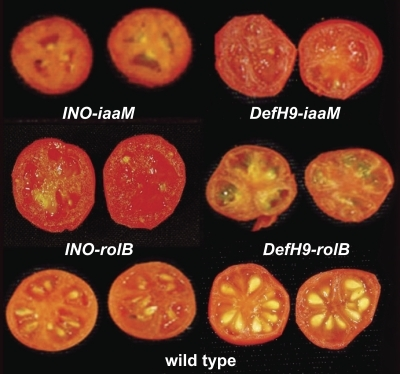 Wild-type and parthenocarpic transgenic tomato fruit ge | Open-i