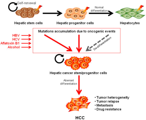evolution of the cancer stem cell model pdf