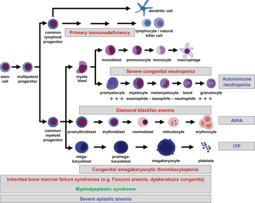 Hierarchical tree of human hematopoiesis. Disturbances | Open-i