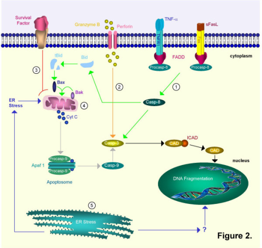 Schematic representation of different pathways involved | Open-i