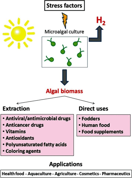algae growth condition Read about the conditions required for algae to grow, and formulate a hypothesis to predict whether giving algae supplemental carbon dioxide would be a feasible way to increase algae growth collect some algae from a pond, marsh, swamp, swimming pool, fish aquarium, bird bath or other source. algae growth condition Read about the conditions required for algae to grow, and formulate a hypothesis to predict whether giving algae supplemental carbon dioxide would be a feasible way to increase algae growth collect some algae from a pond, marsh, swamp, swimming pool, fish aquarium, bird bath or other source.